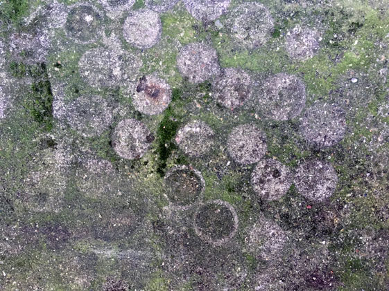 Algae, Forest Gate 2017