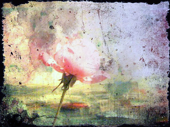 La Rose rose, Forest Gate 2010