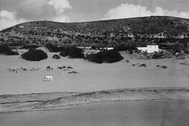 Jonathan Langran, Dog on the beach, Djorf el Yahoudi, Safi