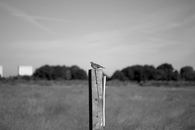 Jonathan Langran, Skylark